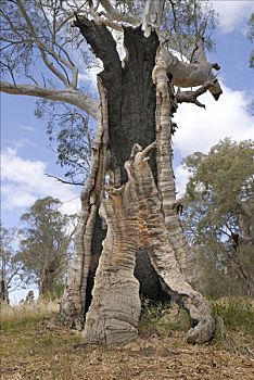 桉树,靠近,梅尔罗斯,澳洲南部,澳大利亚