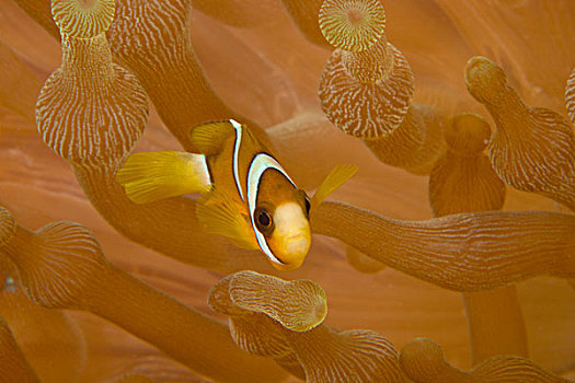 幼小,葵鱼,班达海,印度尼西亚