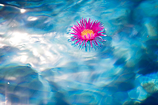 花,漂浮,日光,水池