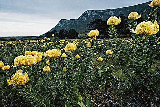 南非,风景,花圃,大幅,尺寸
