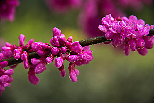 花朵苞蕾