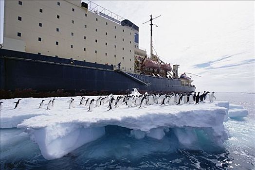 阿德利企鹅,破冰船,拥有,岛屿,罗斯海,南极