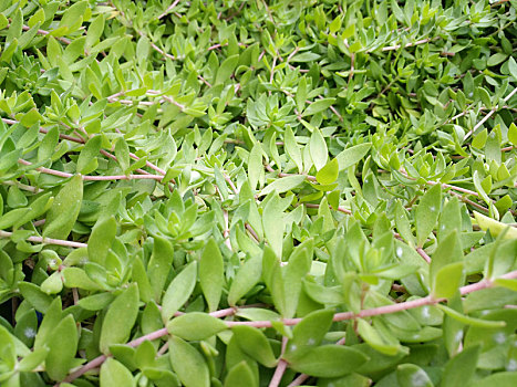 绿植,多肉植物