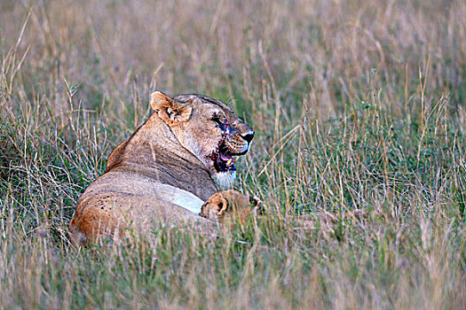雌狮,狮子,脸,吸吮,幼兽,马赛马拉国家保护区,肯尼亚,非洲