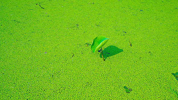 绿色水藓中的荷叶