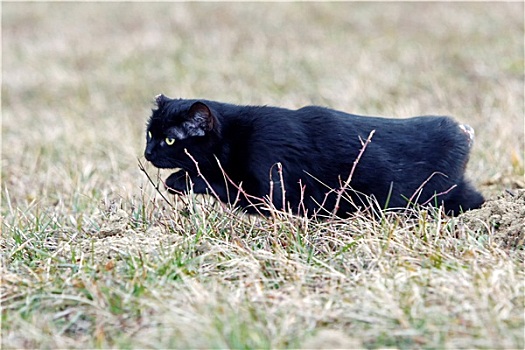 黑猫,尾部,鬼鬼祟祟,草丛