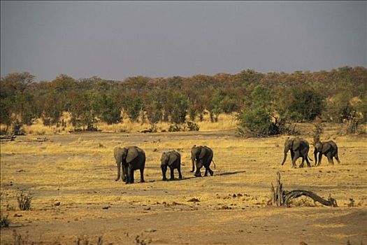 津巴布韦,非洲象