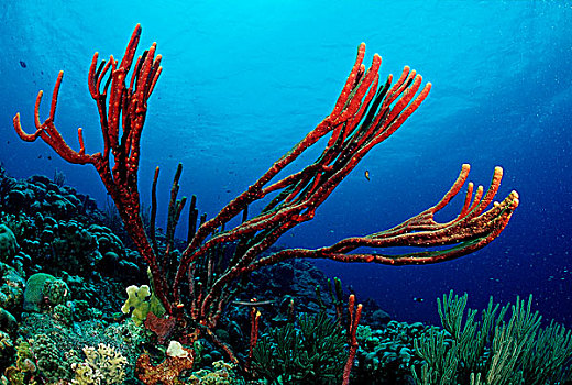 红色,海绵,珊瑚,礁石,伯利兹,加勒比海,中美洲