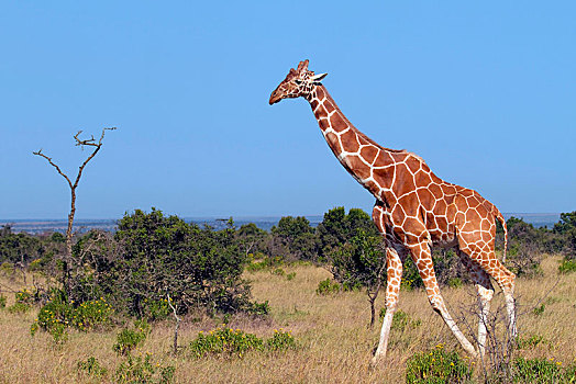 网纹长颈鹿,长颈鹿,漫游,大草原,萨布鲁国家公园,肯尼亚,非洲