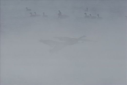 黑额黑雁,加拿大雁,一对,飞起,薄雾,北美