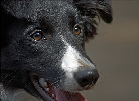 博德牧羊犬