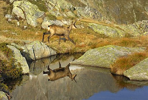 岩羚羊,臆羚,瑞士