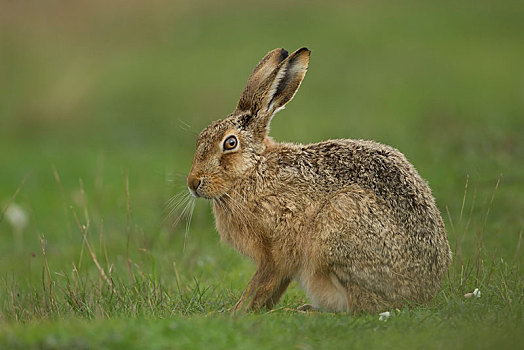棕兔,欧洲野兔,地点,英格兰,英国,欧洲