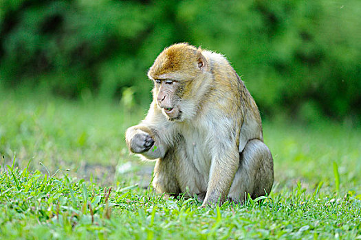巴巴利猕猴,西尔韦纳斯猕猴,在地面上觅食