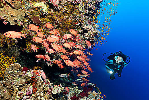 潜水,成群,松果,鳂,珊瑚,礁石,红海,埃及,非洲