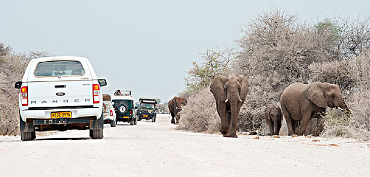 非洲,灌木,大象,非洲象,途中,挨着,汽车,埃托沙国家公园,纳米比亚