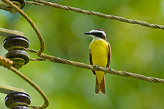 栖息,电线,蓬塔雷纳斯省,哥斯达黎加,北美