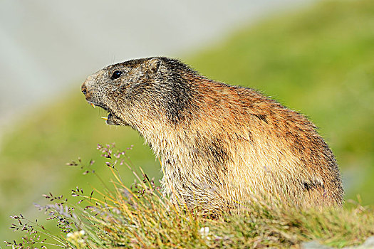 阿尔卑斯山土拨鼠,旱獭,警告,叫,上陶恩山国家公园,提洛尔,奥地利,欧洲