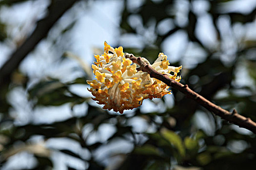 结香花,结香