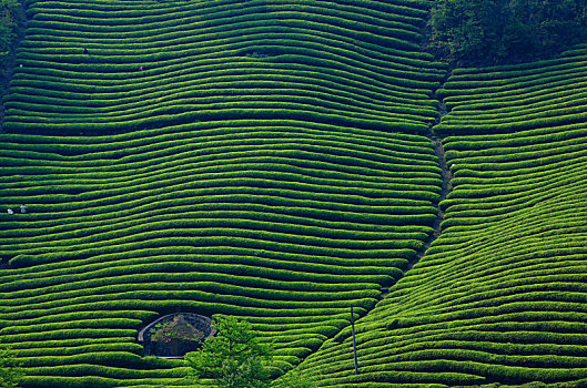 茶叶,茶园,茶山,春天,绿色