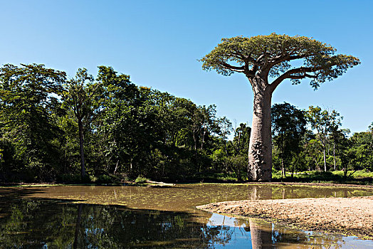 圣徒,猴面包树,穆龙达瓦,马达加斯加,非洲