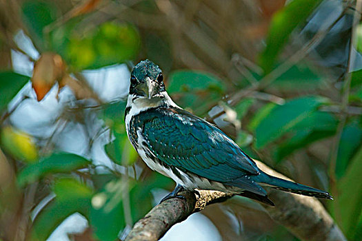 亚马逊河,翠鸟,坐在树上,枝条,雌性,潘塔纳尔,巴西,南美