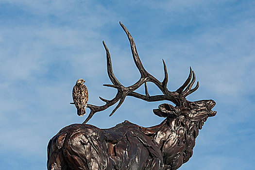 美国,怀俄明,大台顿国家公园,老鹰,栖息,麋鹿,雕塑,戈登,画廊