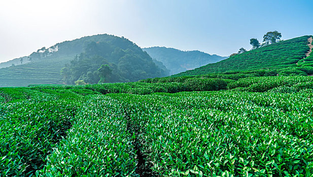 杭州龙井茶乡基地