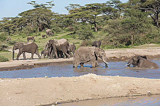 两只,象,脸,相互,水塘,休息,牧群,走,绿色,树林,金合欢树,恩戈罗恩戈罗,保护区,坦桑尼亚
