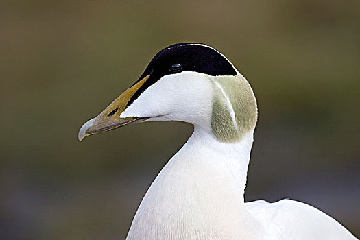 绒鸭,欧绒鸭,斯瓦尔巴特群岛,挪威