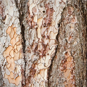 面包树树皮图片