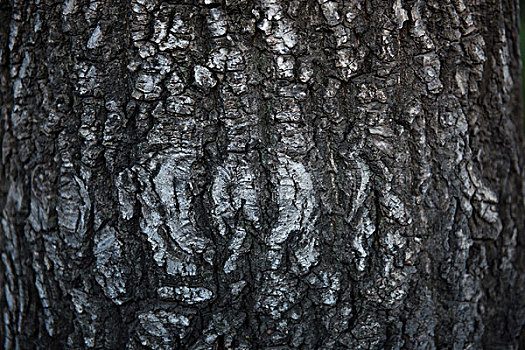 树皮,老树的树干,纹理,背景