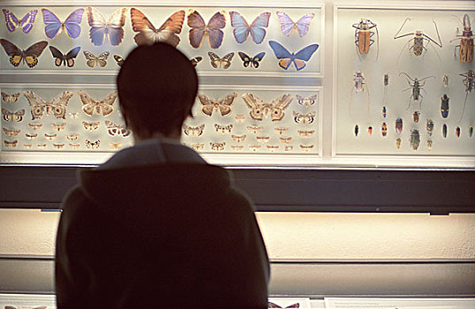 蝴蝶,博物馆
