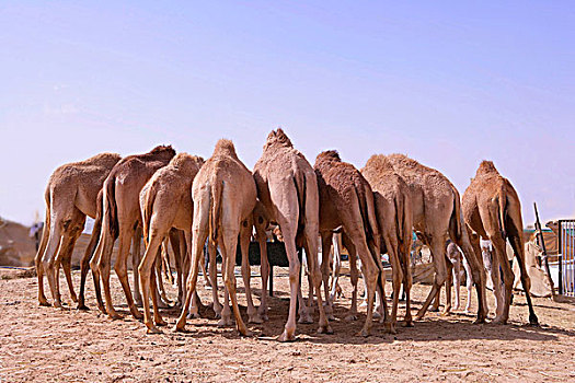 骆驼,站立,浇水,地点,风景,后视图,沙漠,靠近,阿布扎比,阿联酋,中东,亚洲