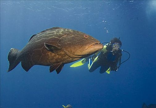 潜水者,黑色,石斑鱼,洪都拉斯,加勒比海