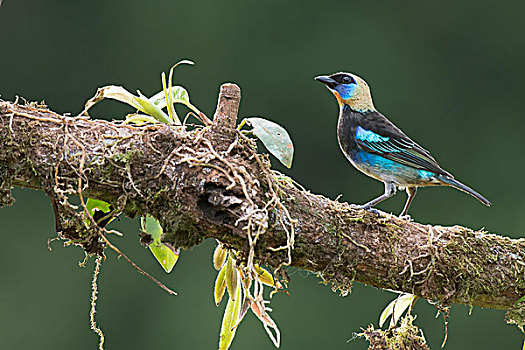 唐纳雀,栖息,树枝,省,哥斯达黎加,北美
