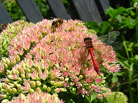 蜻蜓,蜜蜂,坐,花