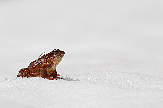 蛙,中国林蛙,冰,2000年,阿尔卑斯山,法国