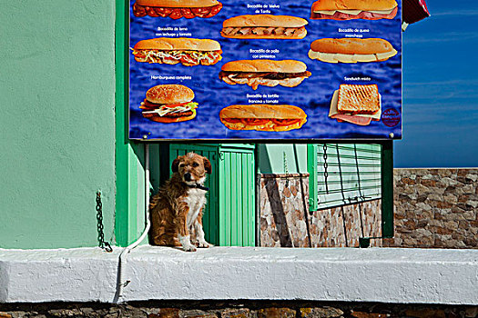 狗,坐,正面,海报,展示,食物,阿尔赫西拉斯,安达卢西亚,西班牙,欧洲