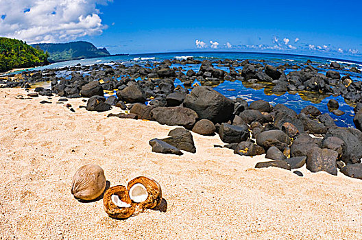 椰树,海滩,普林斯维尔,岛屿,考艾岛,夏威夷