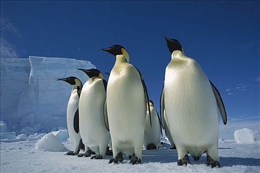 帝企鹅,群,海冰,栖息地,靠近,冰架,公主,海岸,威德尔海,南极