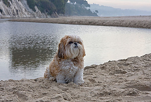 西施犬,坐,泻湖,海滩