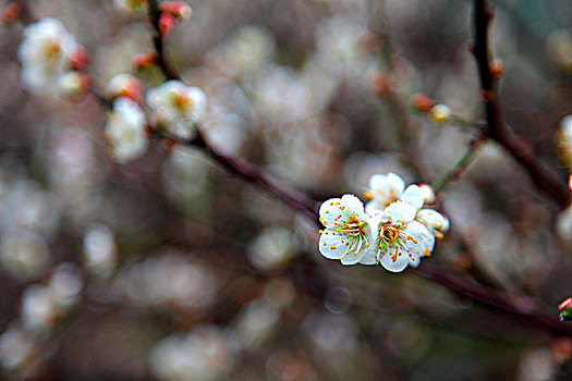 花,药草