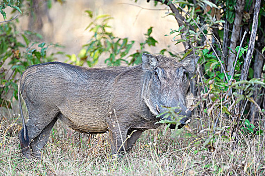 疣猪,站立,灌木丛,南卢安瓜国家公园,赞比亚,非洲