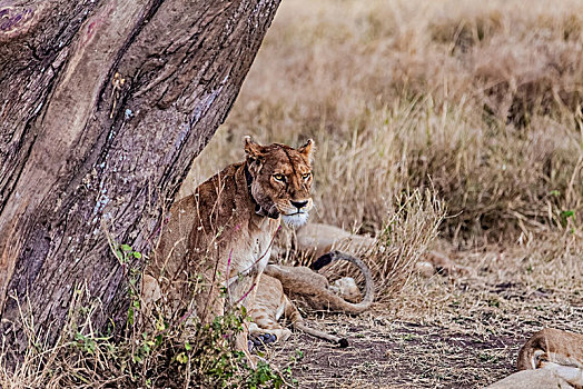 坦桑尼亚塞伦盖蒂草原非洲狮生态环境