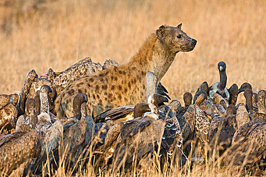 非洲,坦桑尼亚,白背兀鹫,斑点,鬣狗,河马,杀,塞伦盖蒂国家公园