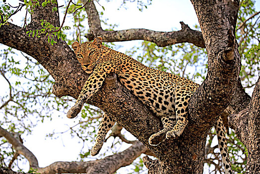 豹,成年,休息,树,沙子,禁猎区,克鲁格国家公园,南非,非洲