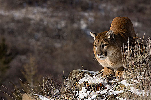 美洲狮,俘获,雪中,靠近,黄石国家公园