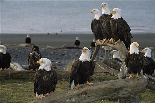 白头鹰,聚集,海滩,卡契马克湾,肯奈半岛,阿拉斯加,冬天