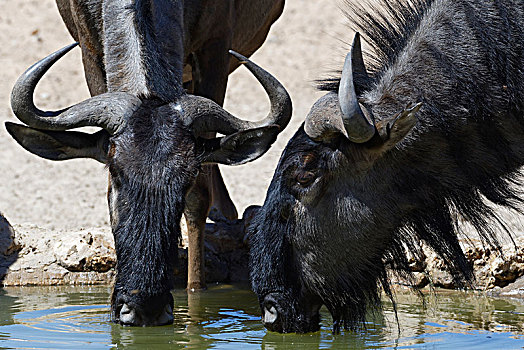 蓝色,角马,喝,水坑,卡拉哈迪大羚羊国家公园,北开普,南非,非洲